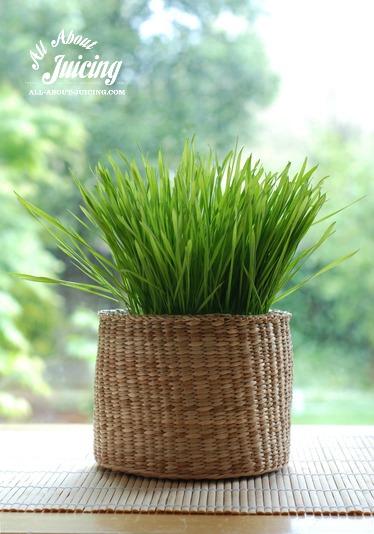 Basket of wheatgrass