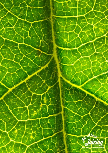Green chlorophyll in leaf